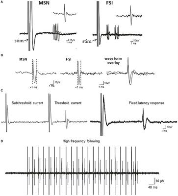 Phosphodiesterase 9A Inhibition Facilitates Corticostriatal Transmission in Wild-Type and Transgenic Rats That Model Huntington’s Disease